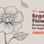 Easy Begonia Flower Drawing Ideas for Beginners